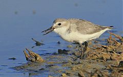 Wrybill